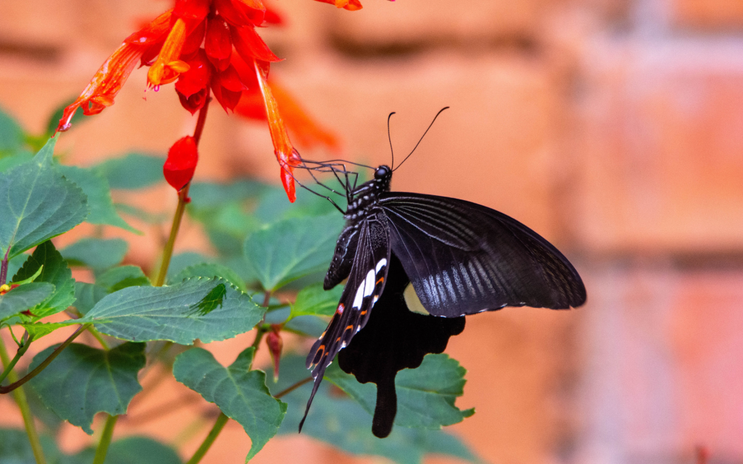 Creating a Butterfly Sanctuary: Plants that Welcome Fluttering Visitors