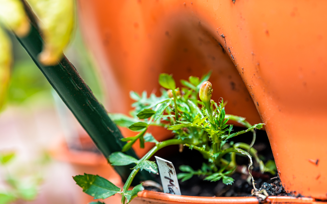 Nurturing Your Garden: Effective Tips for Maintaining Healthy Soil