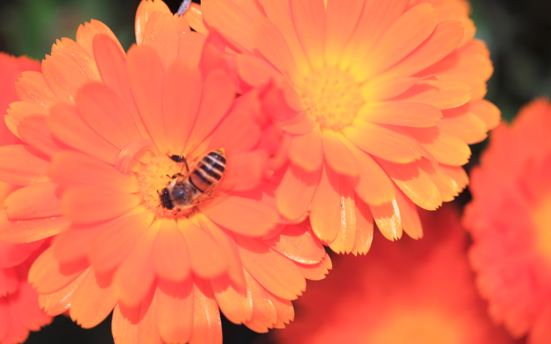 The Pollinator’s Garden: Tips for Attracting Bees, Butterflies, and More